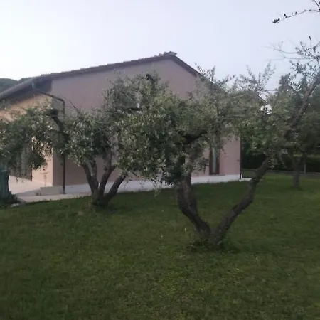 L Olivo